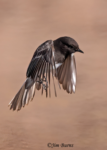 Black Phoebe upbeat with primaries angled for rapid lift--7666