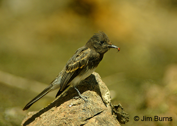 Black Phoebe juvenile with small bug
