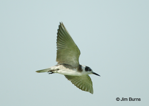 Black Tern in flight ventral