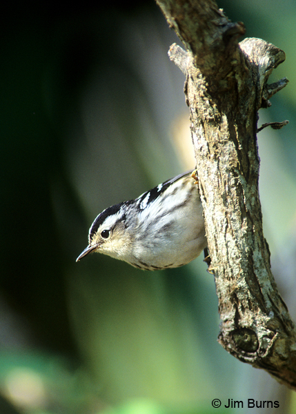 Black-and-white Warbler female
