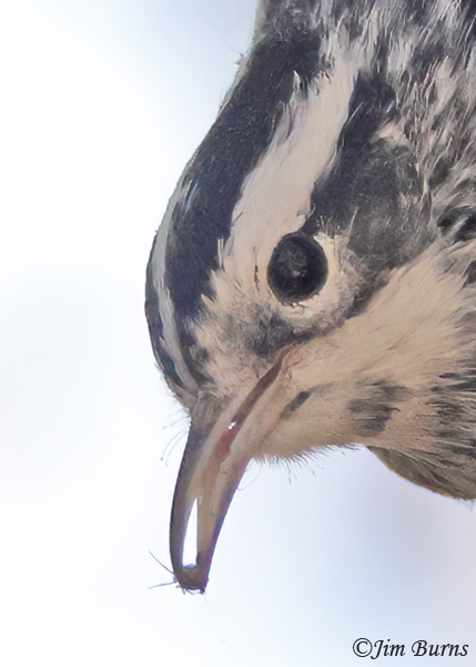 Black-and-white Warbler male close-up--1453