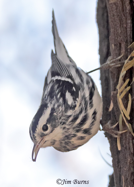 Black-and-white Warbler male with tiny insect--1453
