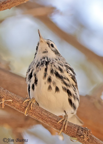 Black-and-white Warbler first spring male throat patch--1562