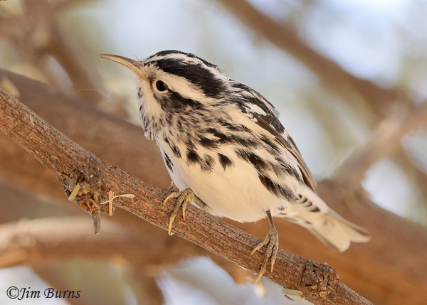 Black-and-white Warbler male gleaning insects #2--1568