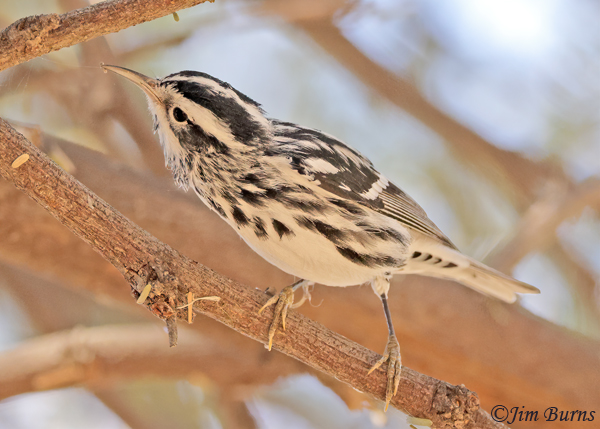 Black-and-white Warbler male gleaning insects--1572
