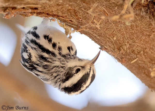 Black-and-white Warbler male doing best nuthatch impression--1618