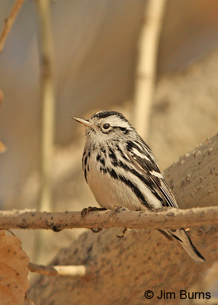Black-and-white Warbler male, adult winter