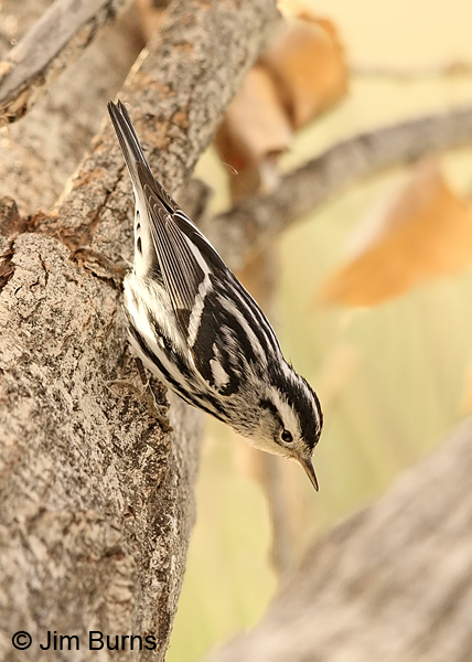 Black-and-white Warbler male playing Nuthatch