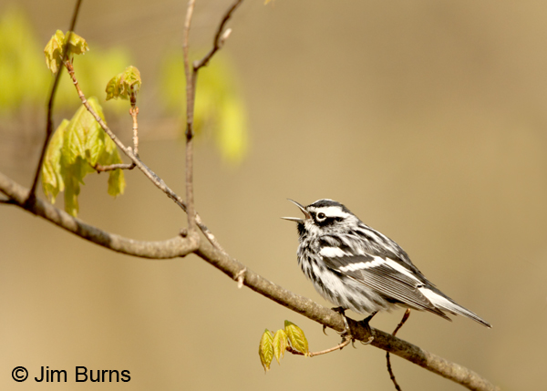 Black-and-white Warbler male singing
