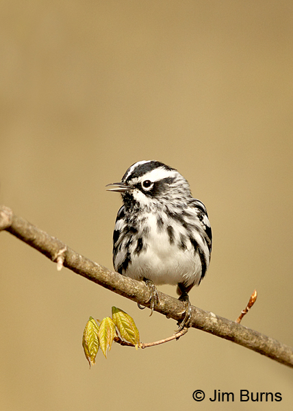 Black-and-white Warbler male on new leaves