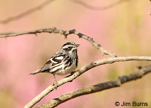 Black-and-white Warbler male in Redbud