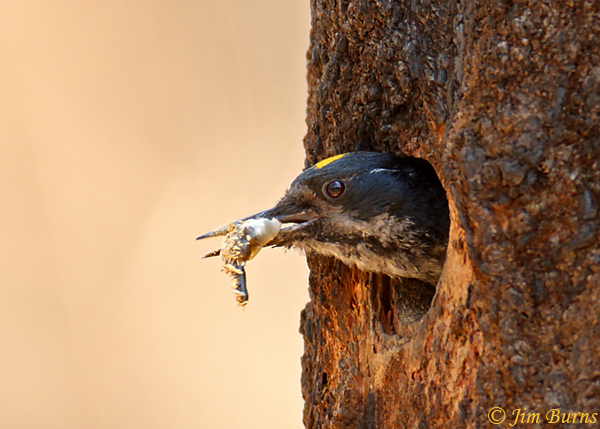 Black-backed Woodpecker male removing fecal sac from nesthole --7354