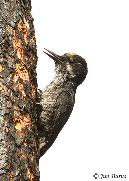 Black-backed Woodpecker male calling--7255