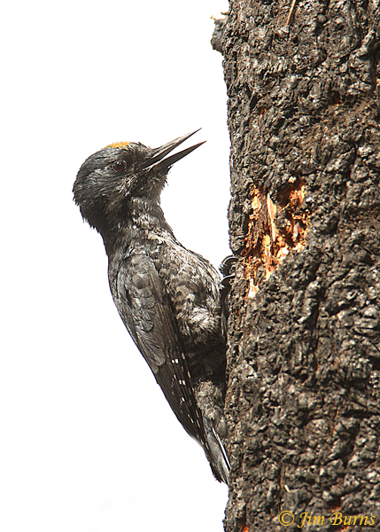 Black-backed Woodpecker male #2--7256