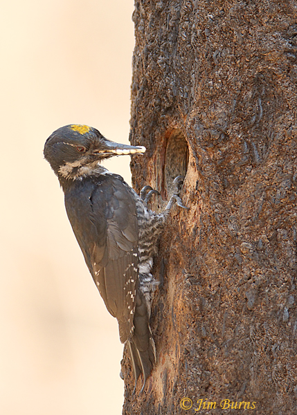 Black-backed Woodpecker male with egg sacks for nestlings