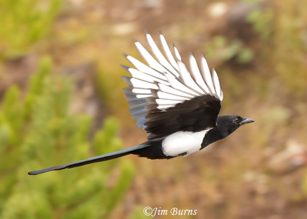 Black-billed Magpie in flight #2--2048