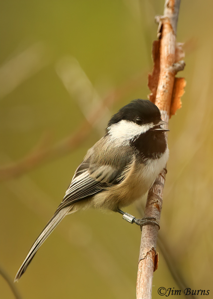 Black-capped Chickadee, banded, calling--1000