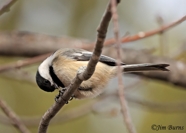 Black-capped Chickadee cracking seed held with feet--5873