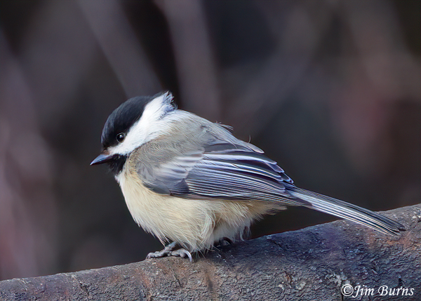 Black-capped Chickadee, winter in Minnesota, fluffed out in sub-zero temperatures--7505