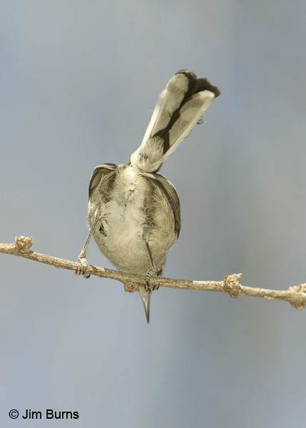 Black-capped Gnatcatcher undertail pattern