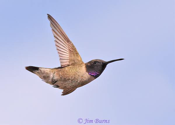 Black-chinned Hummingbird male in flight--6773