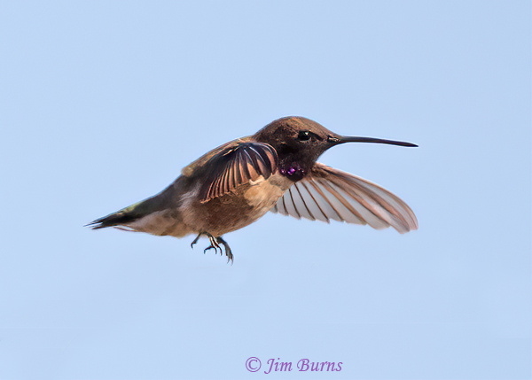 Black-chinned Hummingbird male in flight 2--6901