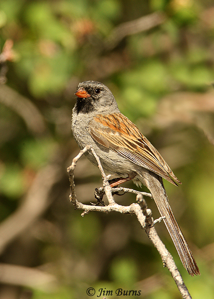 Black-chinned Sparrow male #2