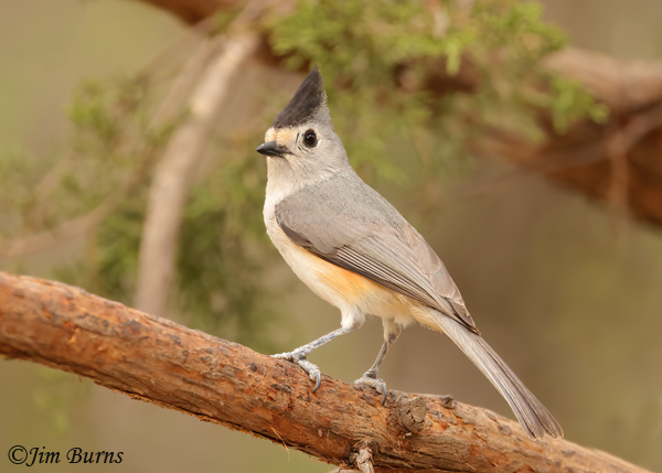 Black-crested Titmouse #2--0401