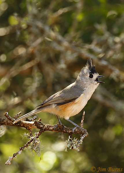 Black-crested Titmouse calling--0792