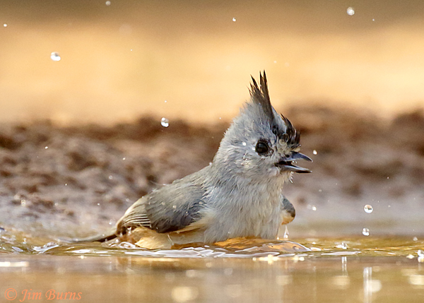 Black-crested Titmouse bathing sequence #2--0808