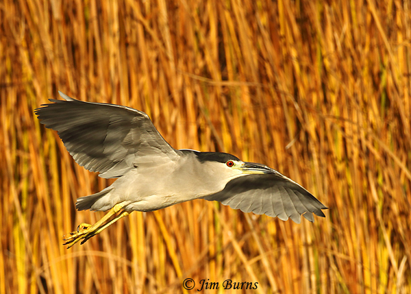 Black-crowned Night-Heron in flight across reeds--7099