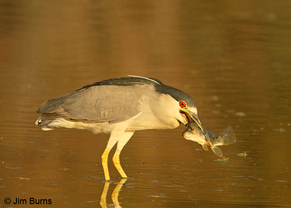 Black-crowned Night-Heron adult with fish