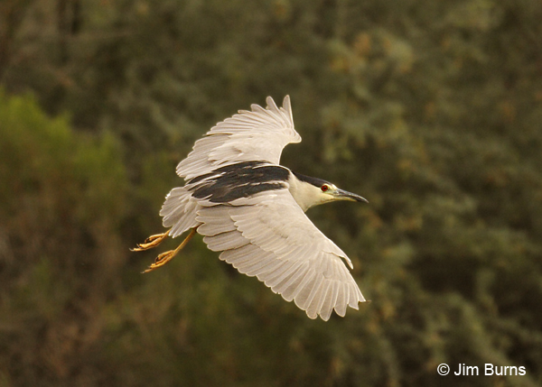 Black-crowned Night-Heron adult in flight dorsal view