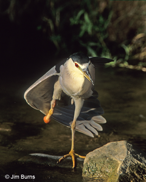 Black-crowned Night-Heron with missing foot