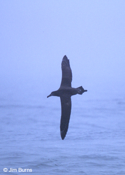 Black-footed Albatross in fog
