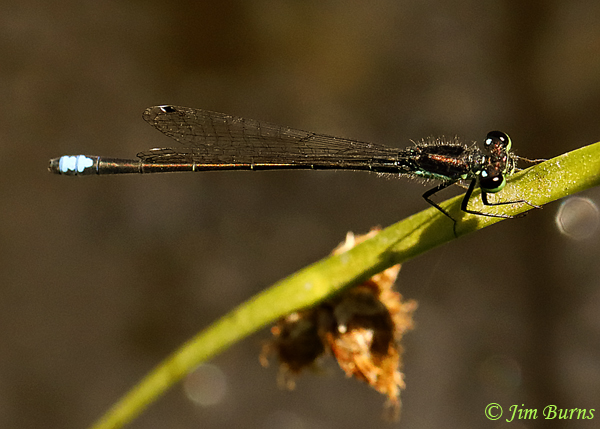 Black-fronted Forktail male #2, Pima Co., AZ, May 2020--2665