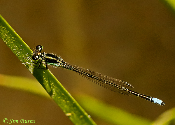 Black-fronted Forktail male dorsal view, Pima Co., AZ, May 2020--2666