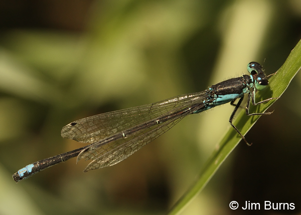 Black-fronted Forktail male, Jackson Co., OR, July 2013