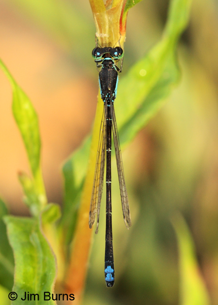 Black-fronted Forktail male dorsal view, Jackson Co., OR, July 2013