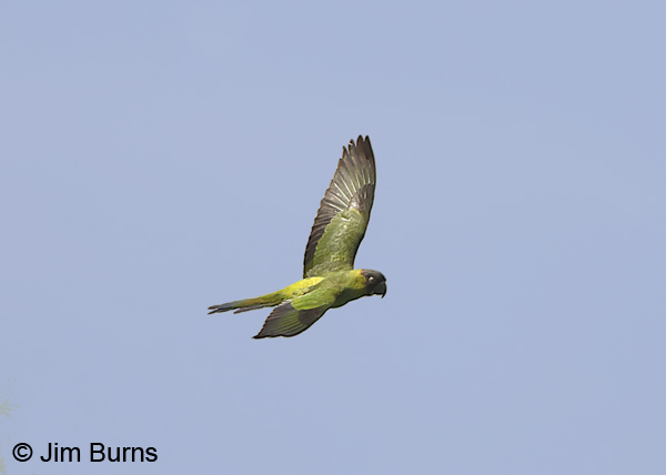 Black-hooded Parakeet in flight