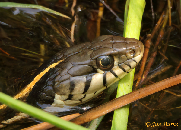 Black-necked Garter Snake head shot--9693