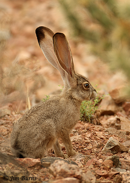 Black-tailed Jackrabbit at lunch--0001