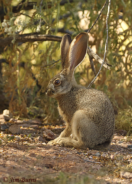 Black-tailed Jackrabbit young, called a leveret--2082