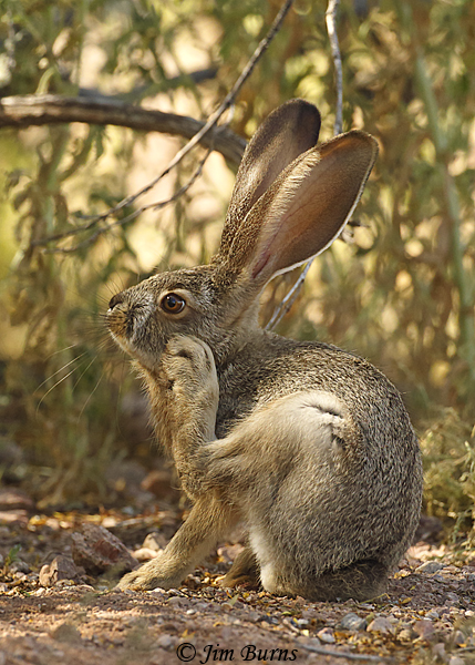 Black-tailed Jackrabbit leveret showing species' powerful legs and huge feet--2087