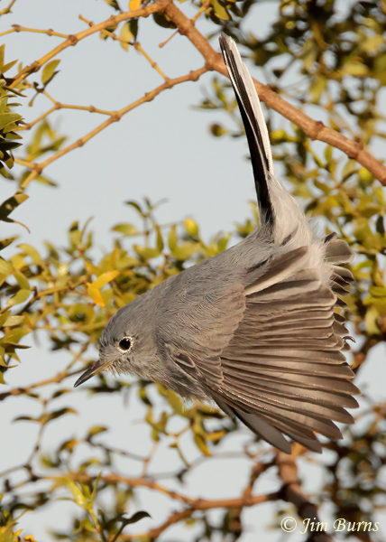 Black-tailed Gnatcatcher in flight vertical--1167