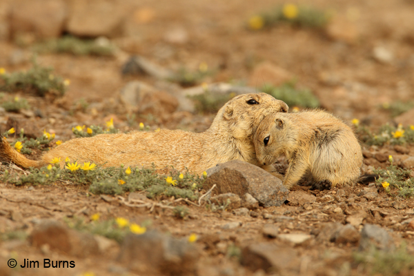 Black-tailed Prairie Dog mother with pup