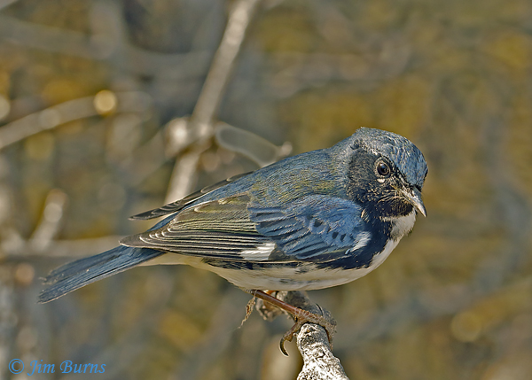 Black-throated Blue Warbler male--9257