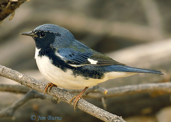 Black-throated Blue Warbler first fall male--8954