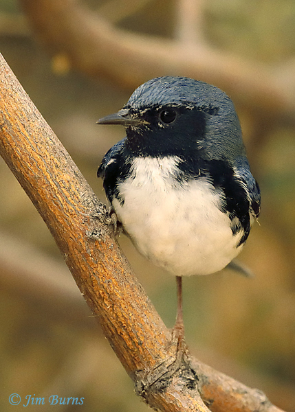 Black-throated Blue Warbler male ventral view--9096