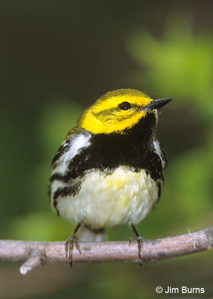 Black-throated Green Warbler male showing yellow belly